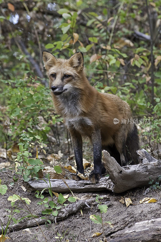 赤狐(Vulpes Vulpes)是食肉目哺乳动物。它是陆地上食肉动物中分布最广的，原产于加拿大、阿拉斯加、几乎所有邻近的美国、欧洲和北非